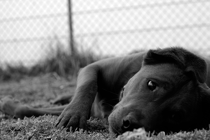Summer Napping